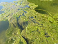 藻の繁殖